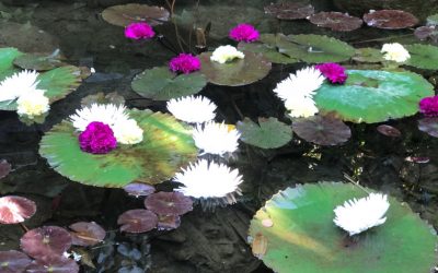 Peaceful Places ~ Lily Pond at Sacred Space