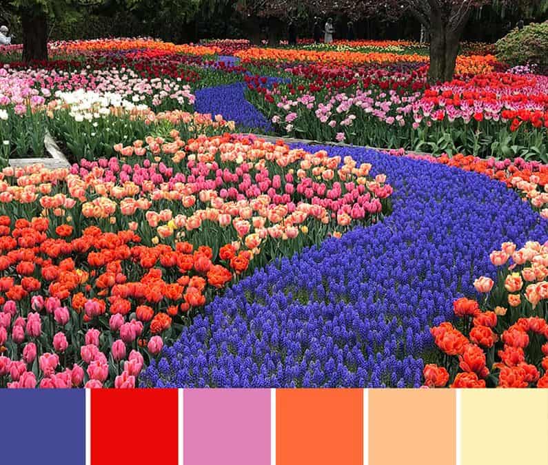Spring Tulips Color Palette